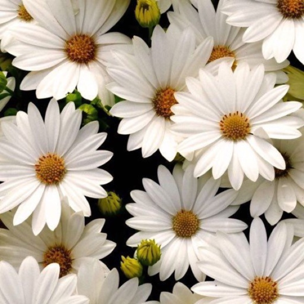 Meet your Posher, Lexie